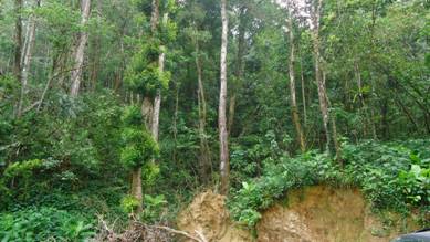 Khuyến khích đầu tư phát triển du lịch sinh thái rừng đặc dụng